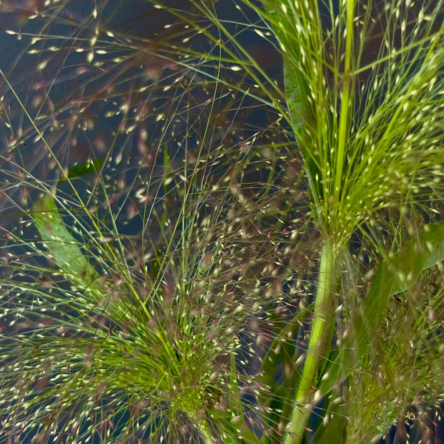 Ornamental Grass ⁃ Organic Seed - Frosted Explosion