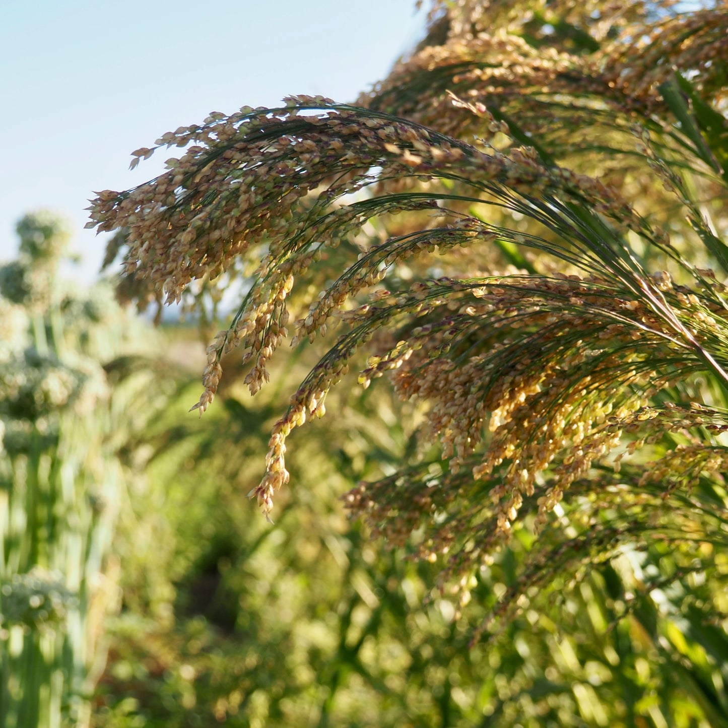 Ornamental Grass ⁃ Organic Seed - Green Drops