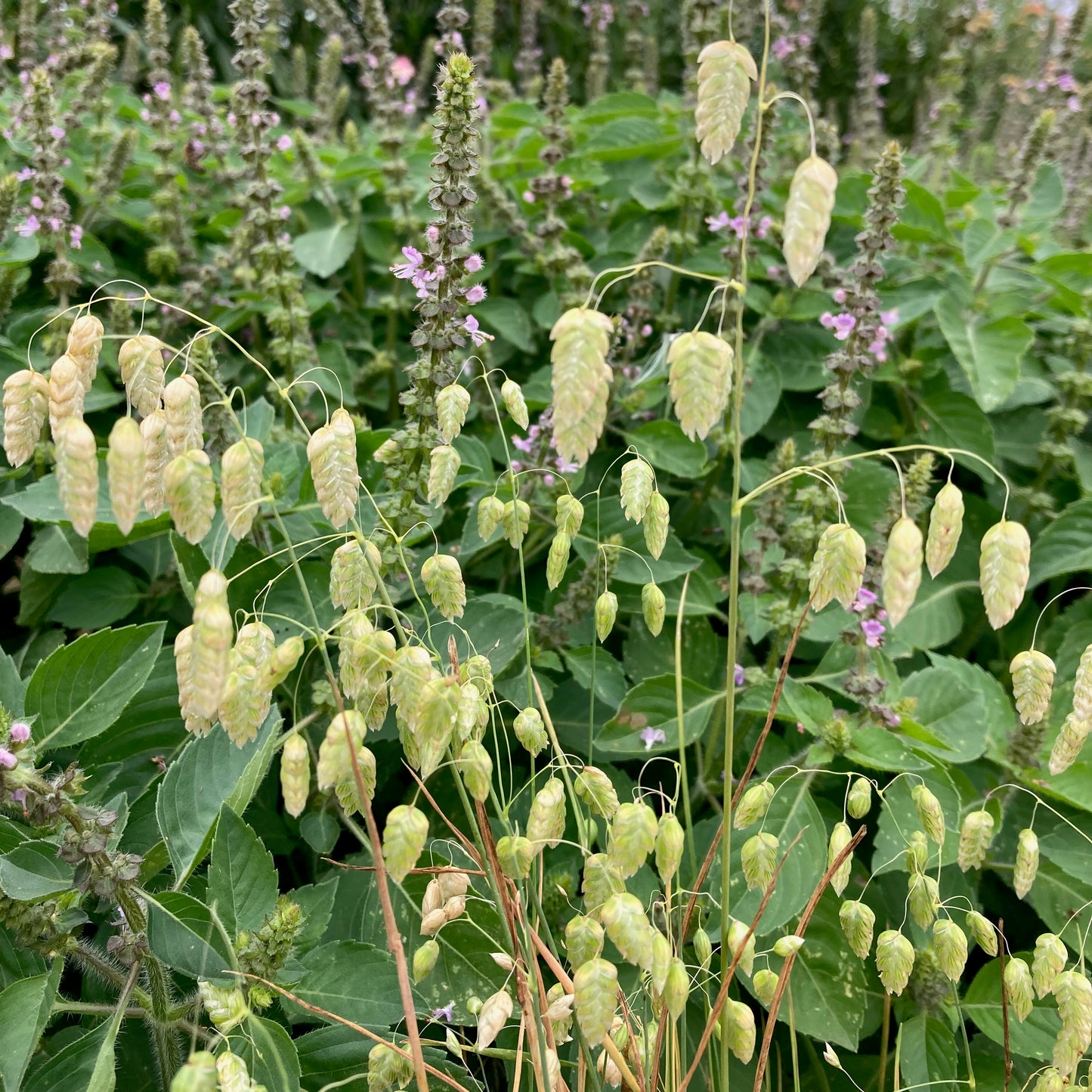 Ornamental Grass - Quaking Grass