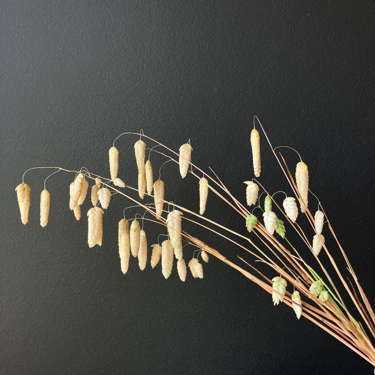 Ornamental Grass - Quaking Grass