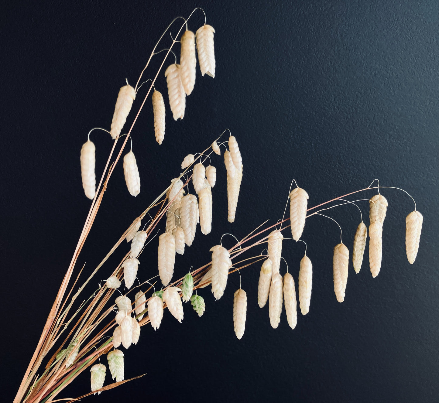Ornamental Grass - Quaking Grass