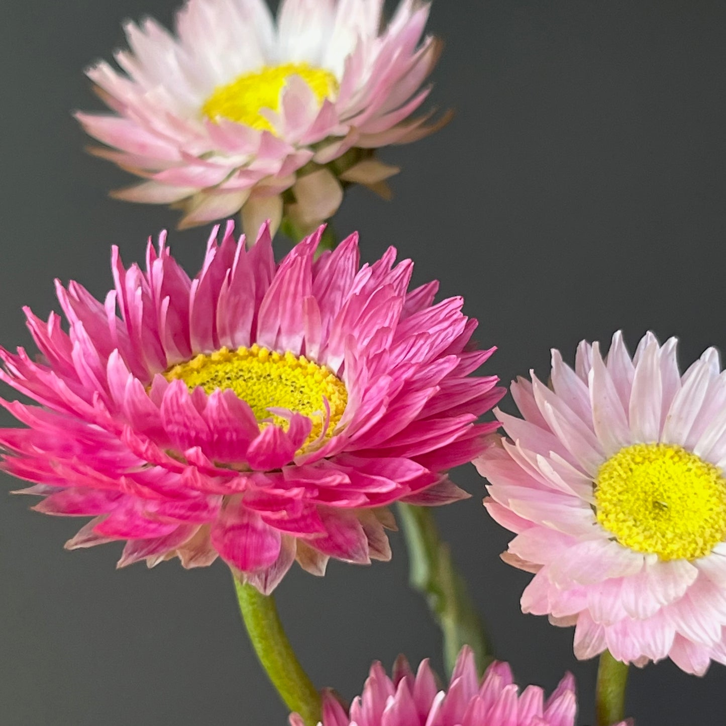 Helipterum (Paper Daisy) - Pierrot Red