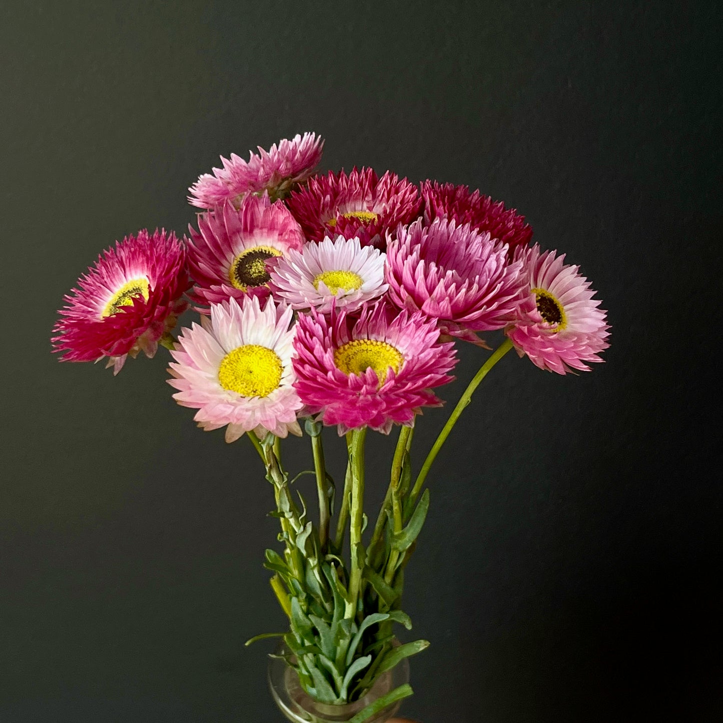 Helipterum (Paper Daisy) - Pierrot Red