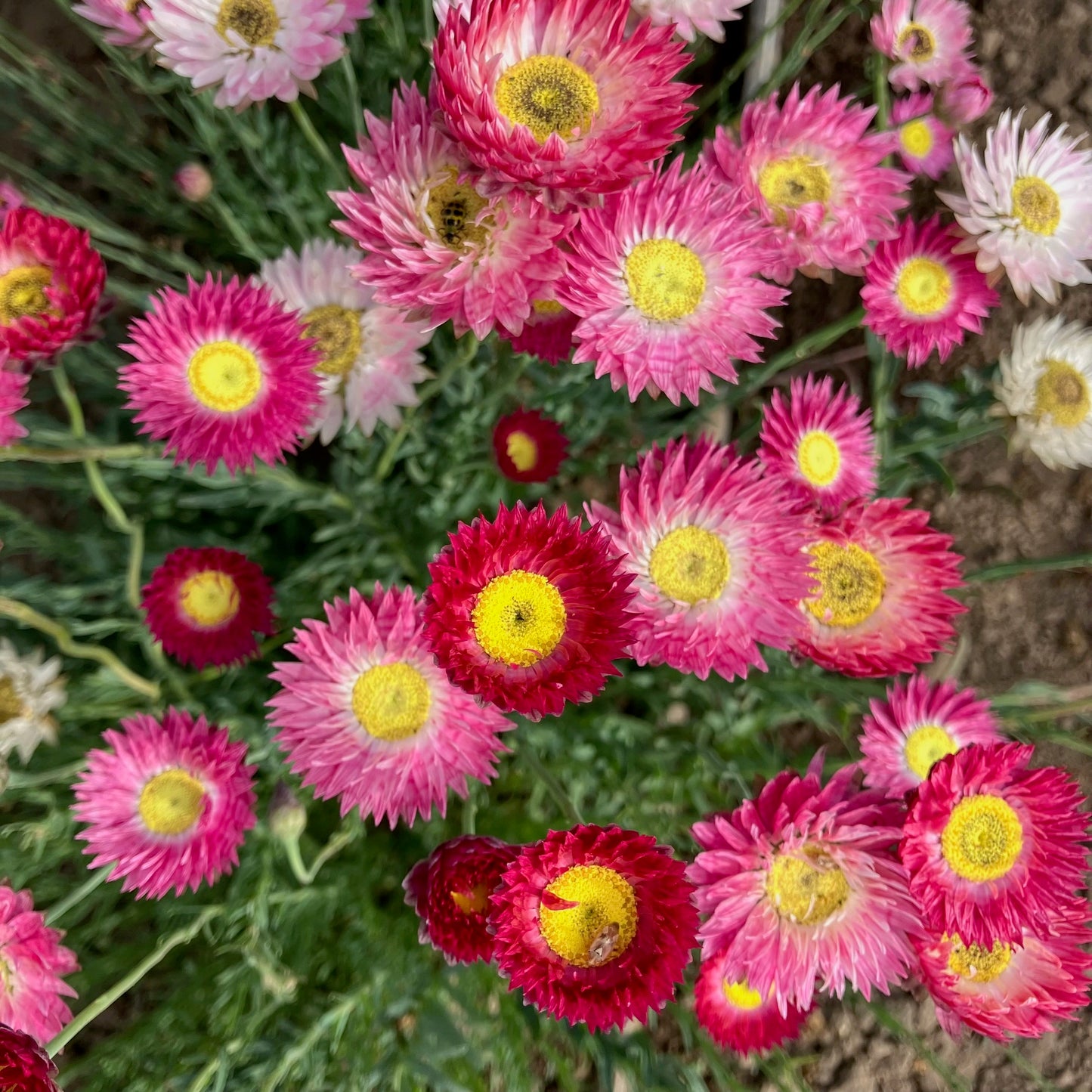 Helipterum (Paper Daisy) - Pierrot Red