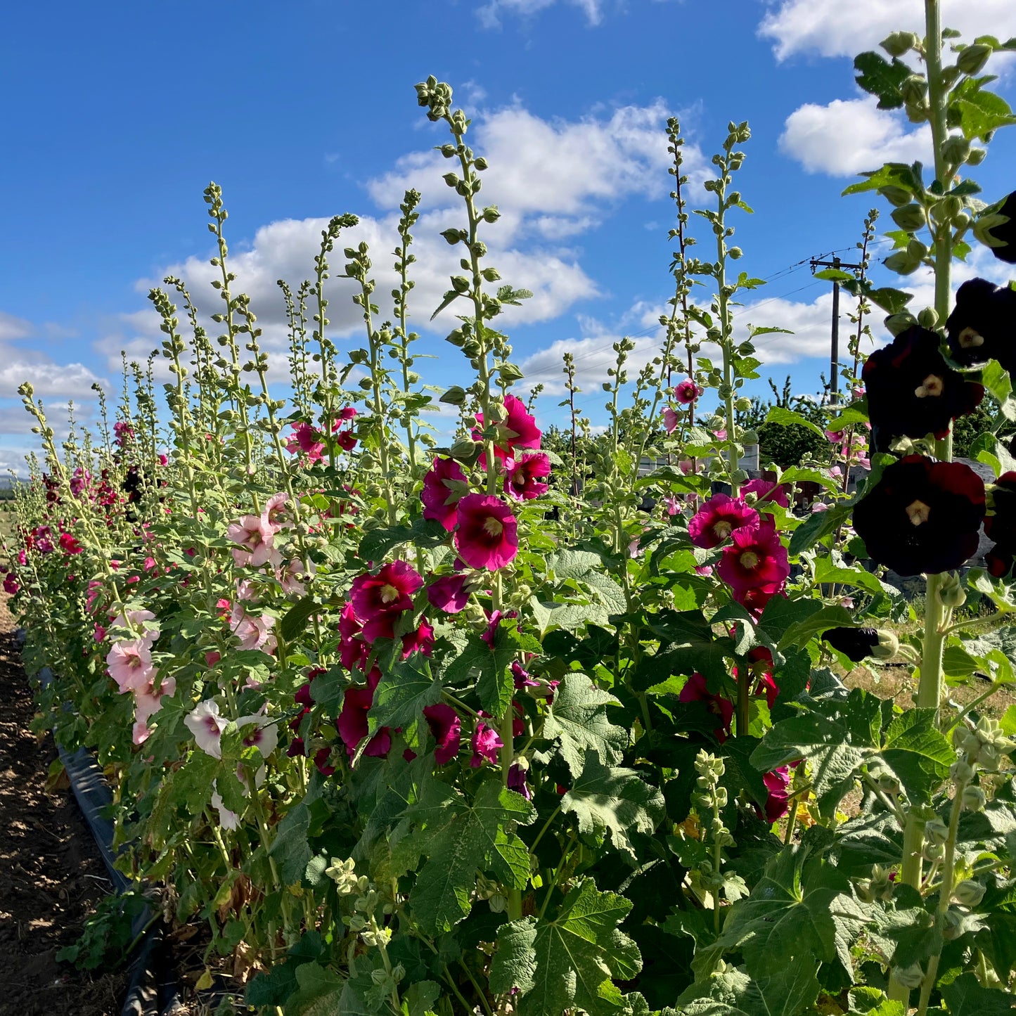 Hollyhock - Antwerp Fig Leaf