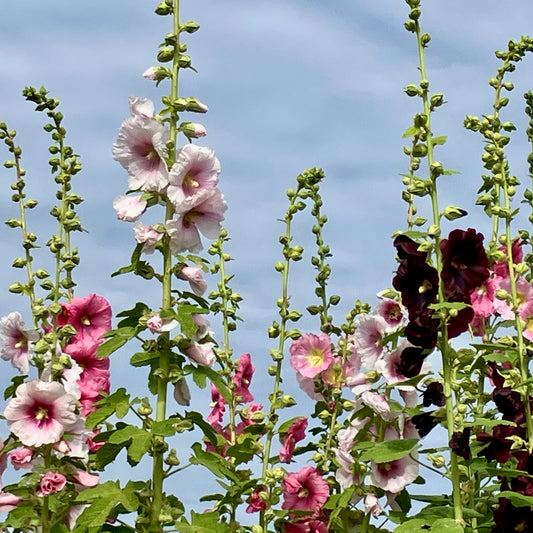 Hollyhock - Antwerp Fig Leaf