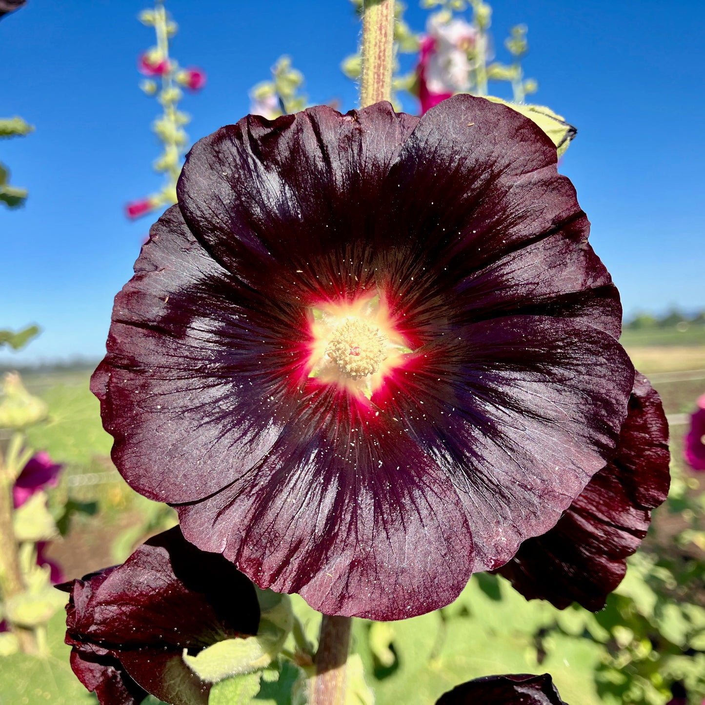 Hollyhock - Antwerp Fig Leaf