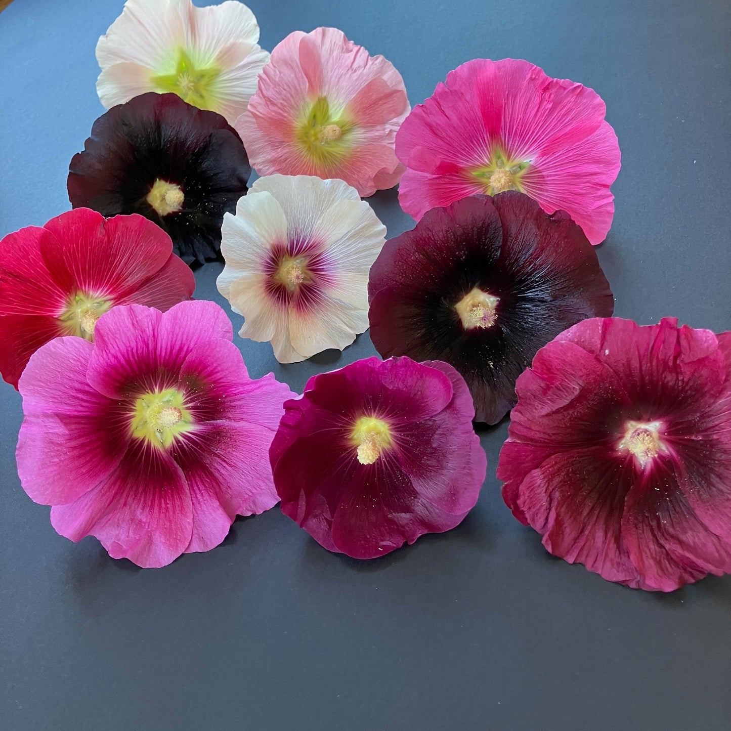 Hollyhock - Antwerp Fig Leaf