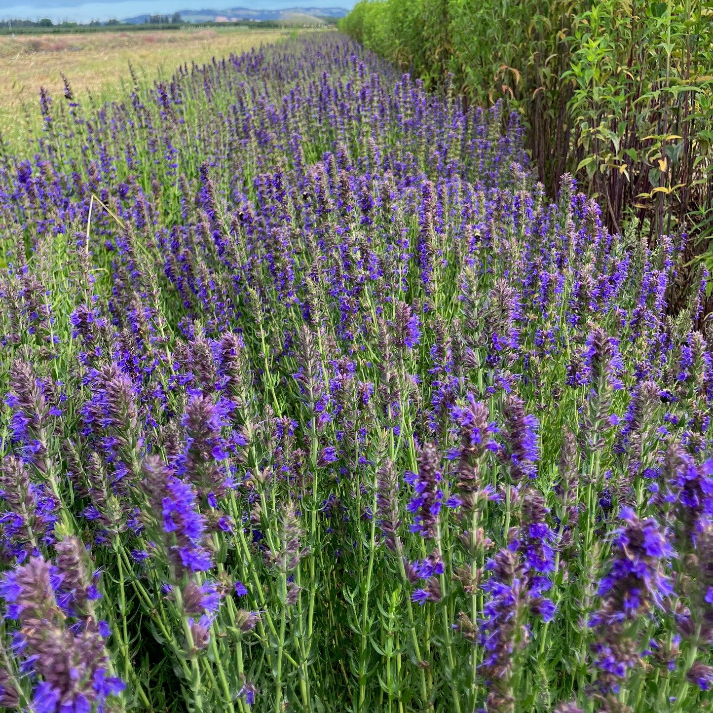 Hyssop - True