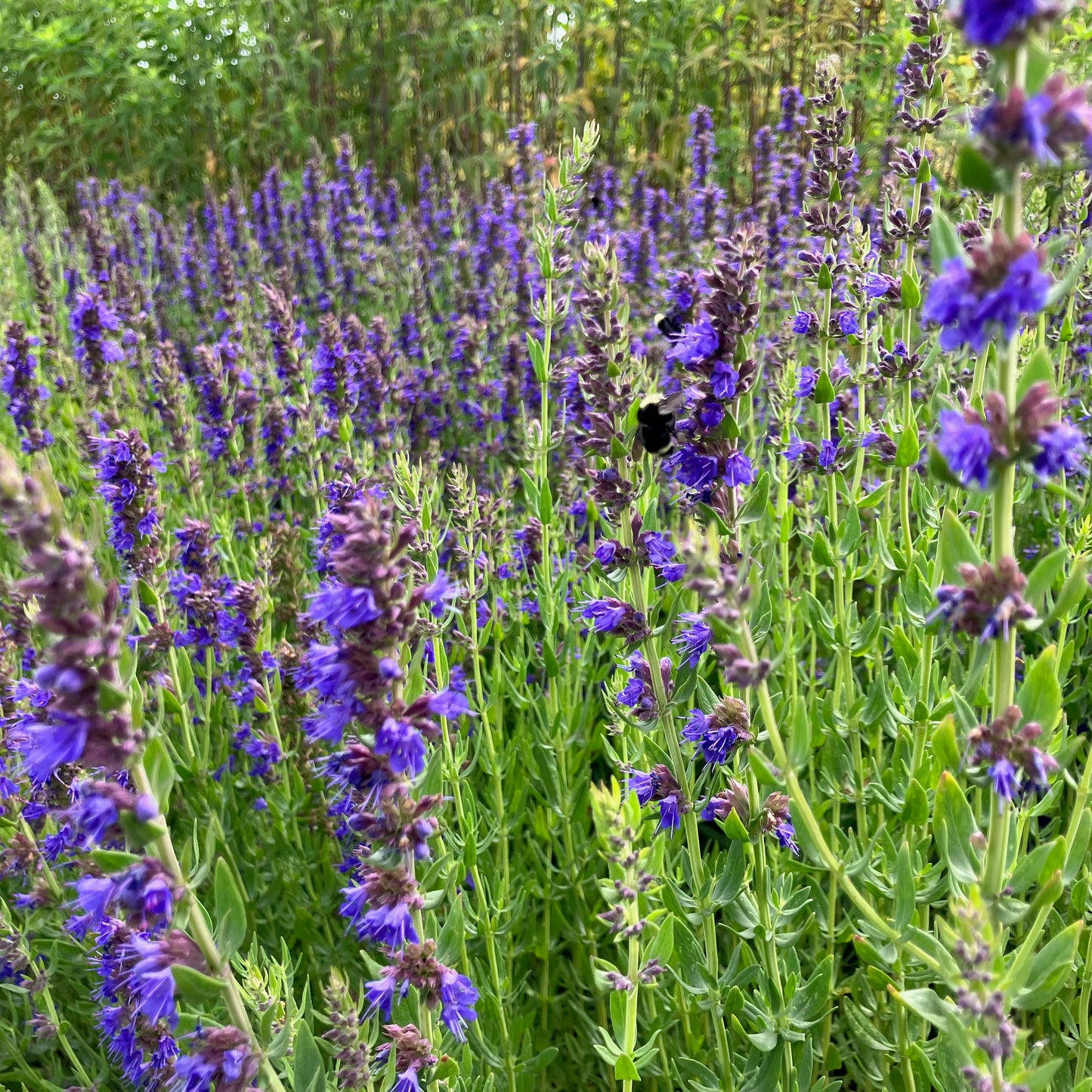 Hyssop - True