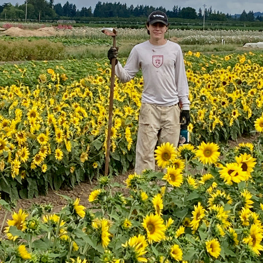 Sunflower - Jerusalem Dwarf