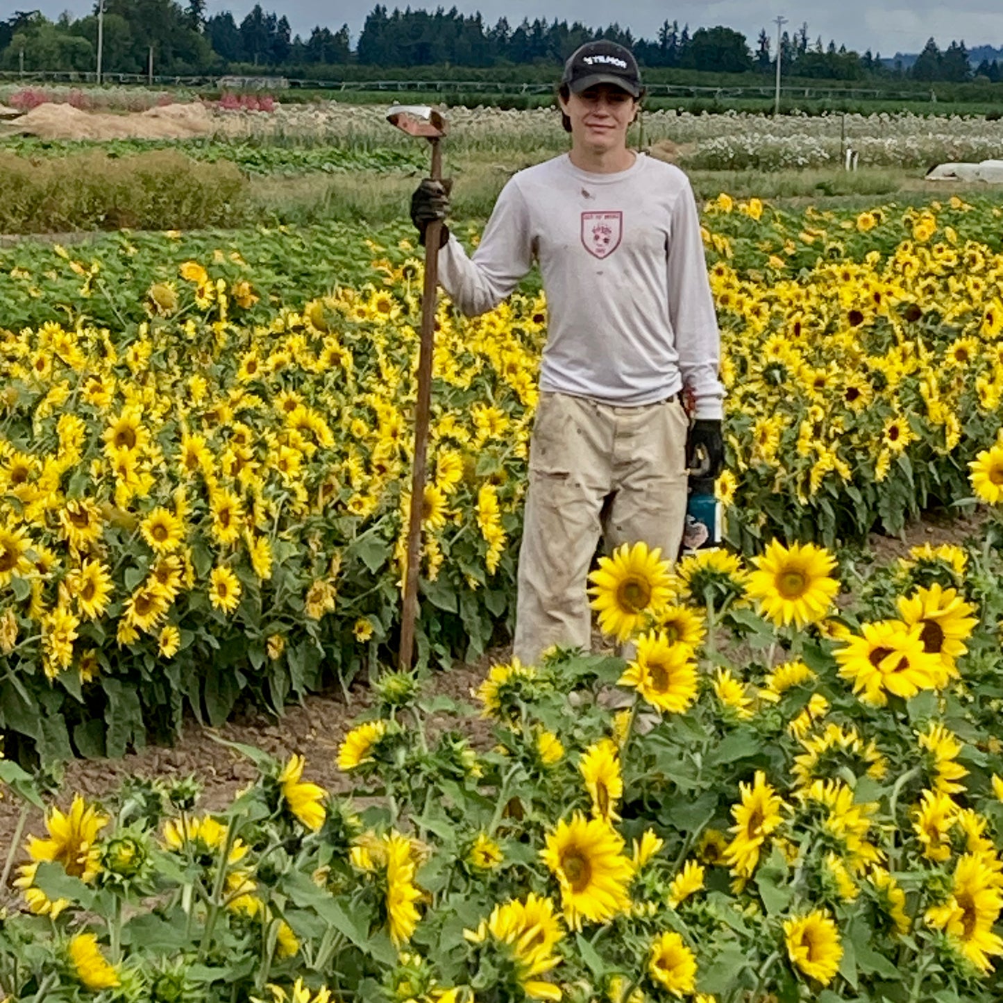 Sunflower ⁃ Organic Seed - Jerusalem Dwarf