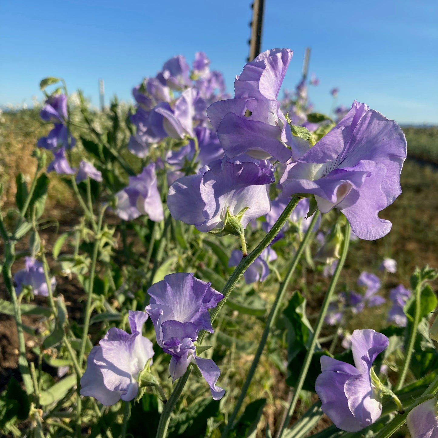Sweet Pea - Charlie's Angel
