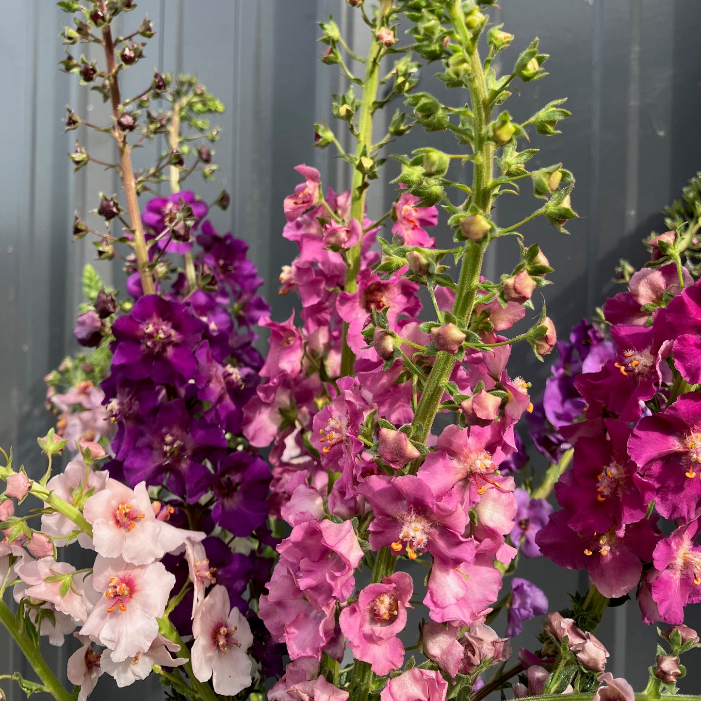Verbascum - Shades of Summer