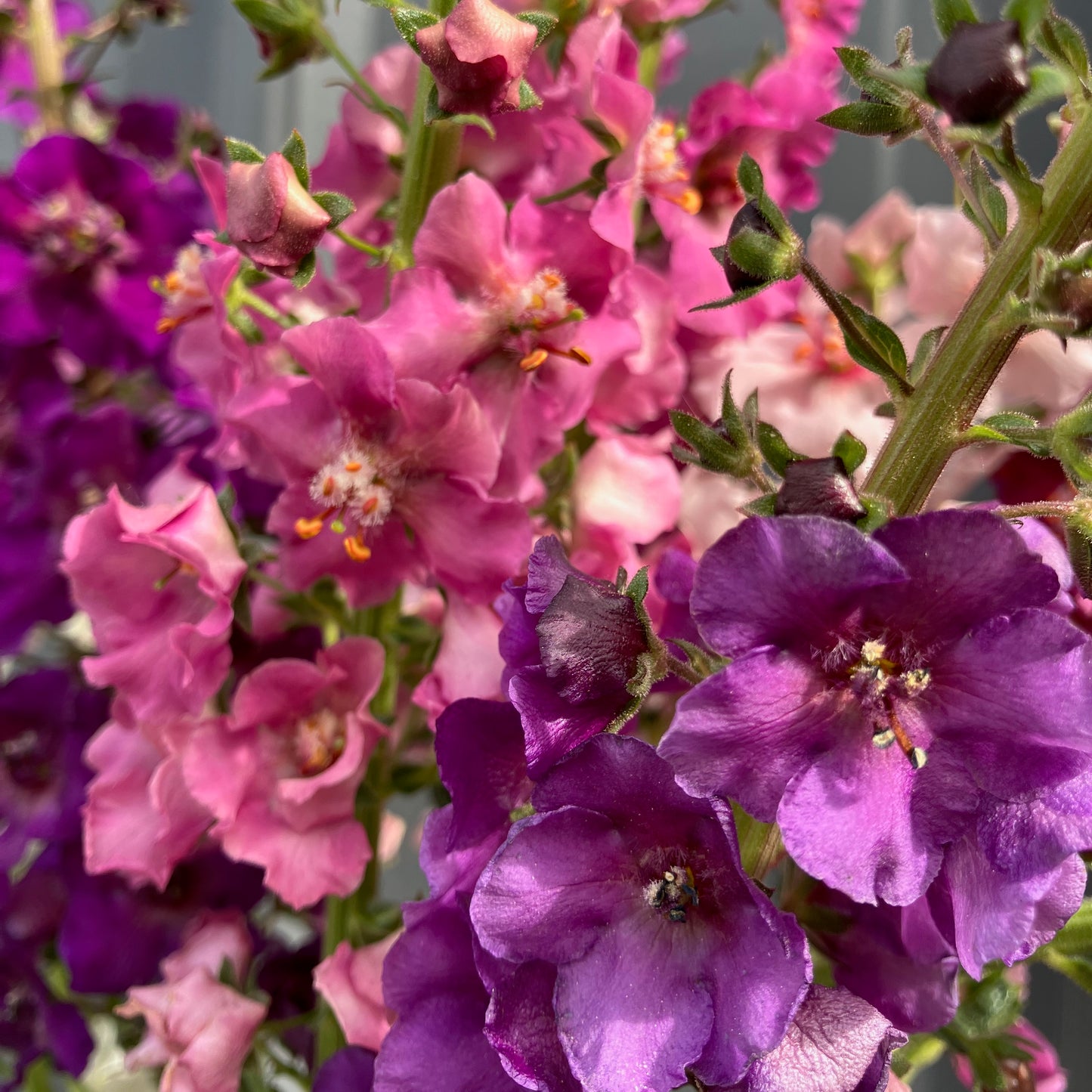 Verbascum - Shades of Summer