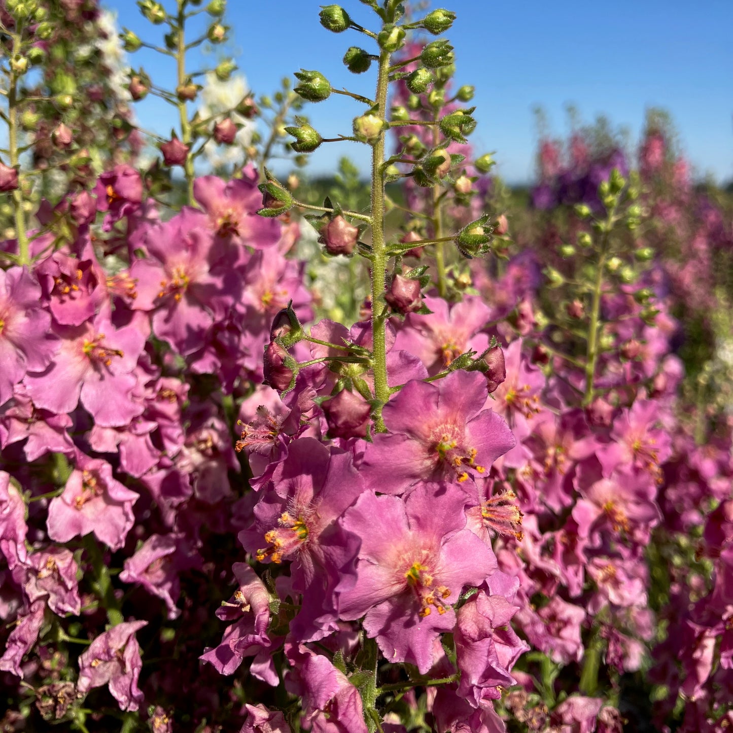 Verbascum - Shades of Summer
