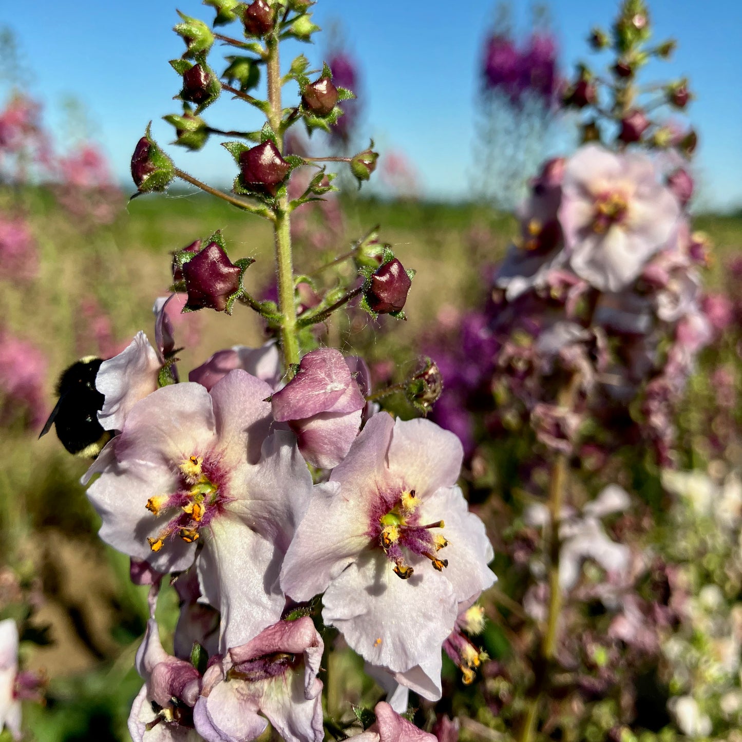 Verbascum - Shades of Summer