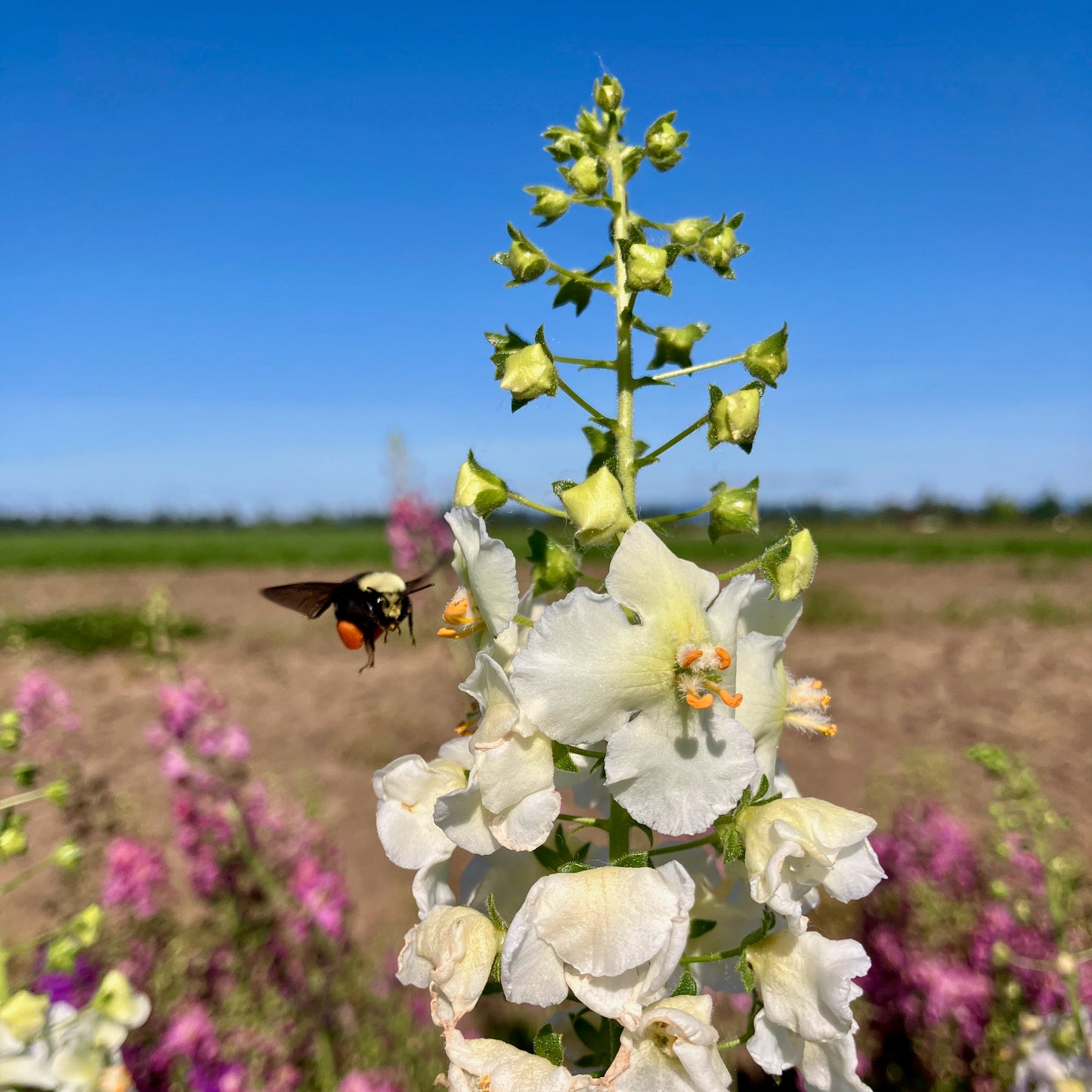 Verbascum - Shades of Summer