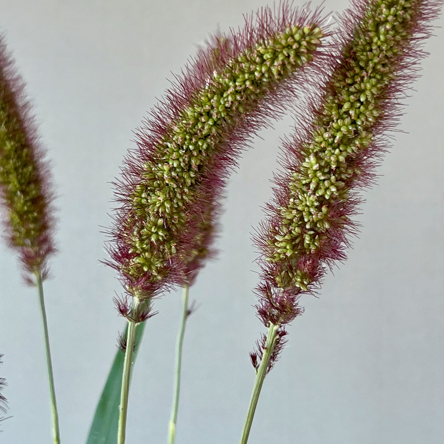 Ornamental Grass - Lowlander