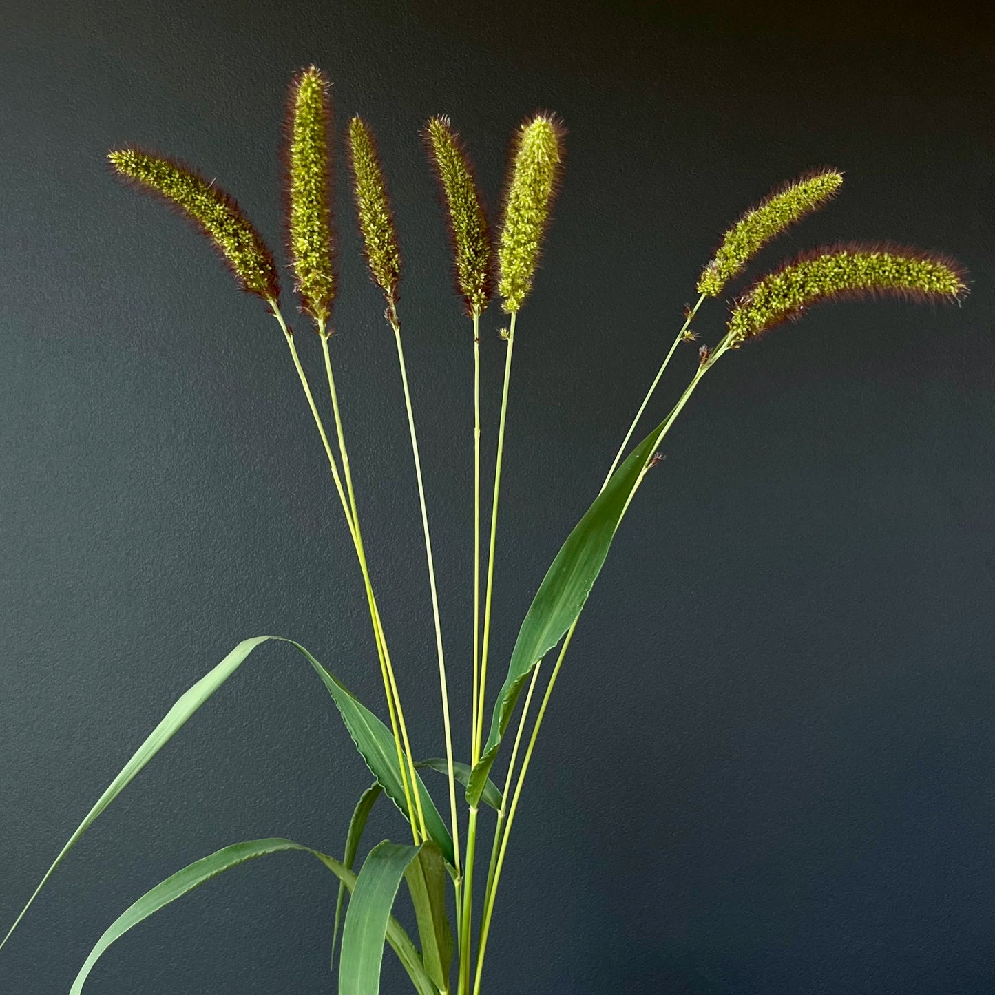 Ornamental Grass - Lowlander