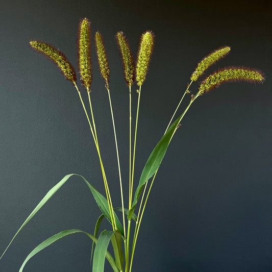 Ornamental Grass - Lowlander