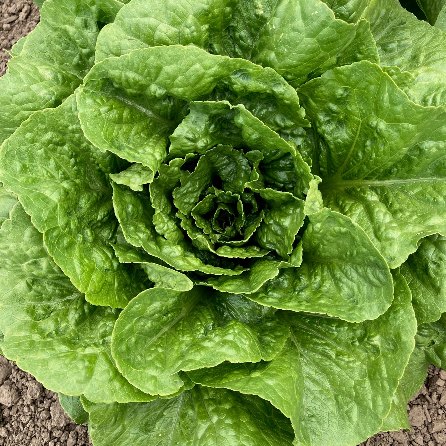 Lettuce - Green Towers