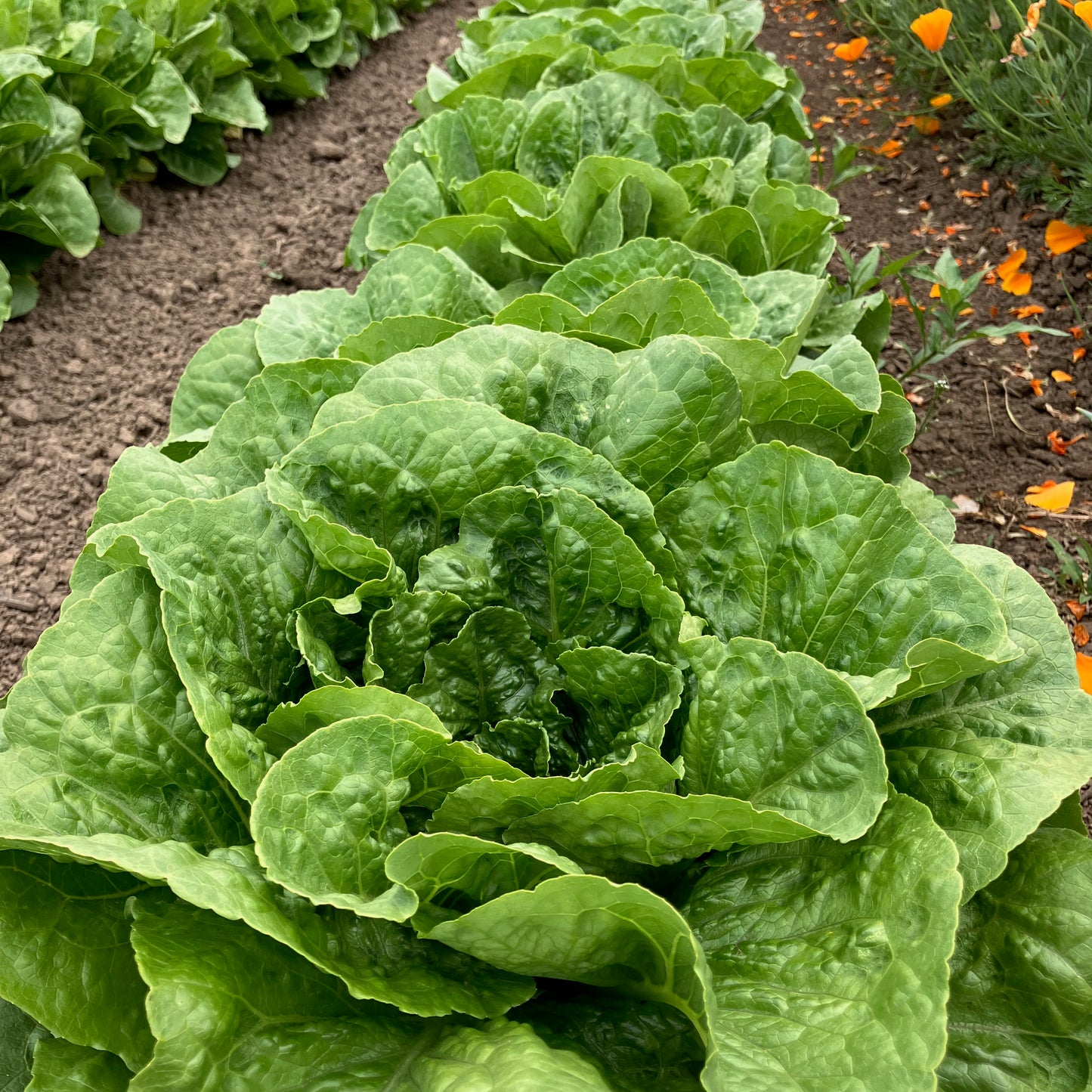 Lettuce - Green Towers