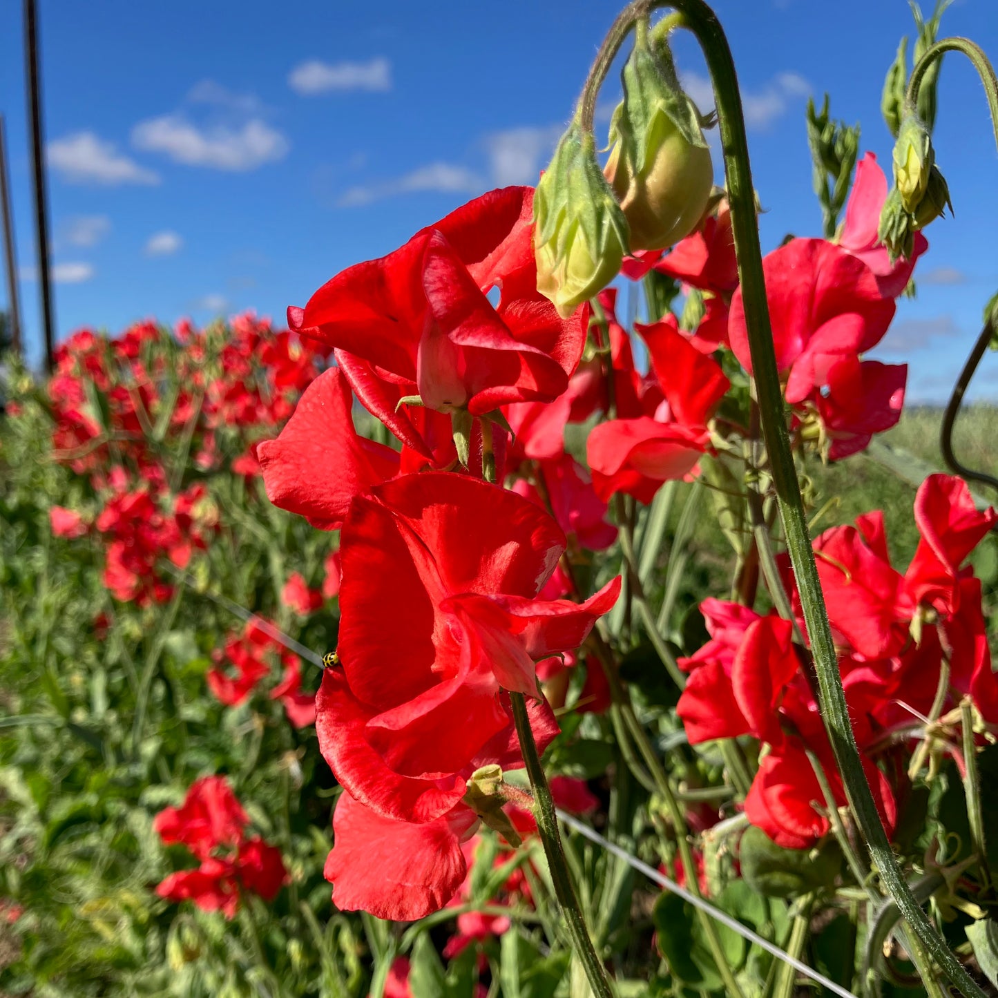 Sweet Pea - Restormal
