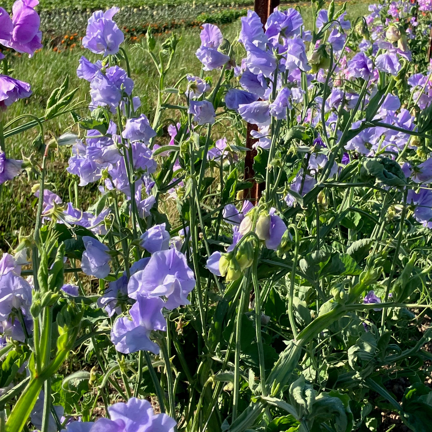 Sweet Pea - Charlie's Angel