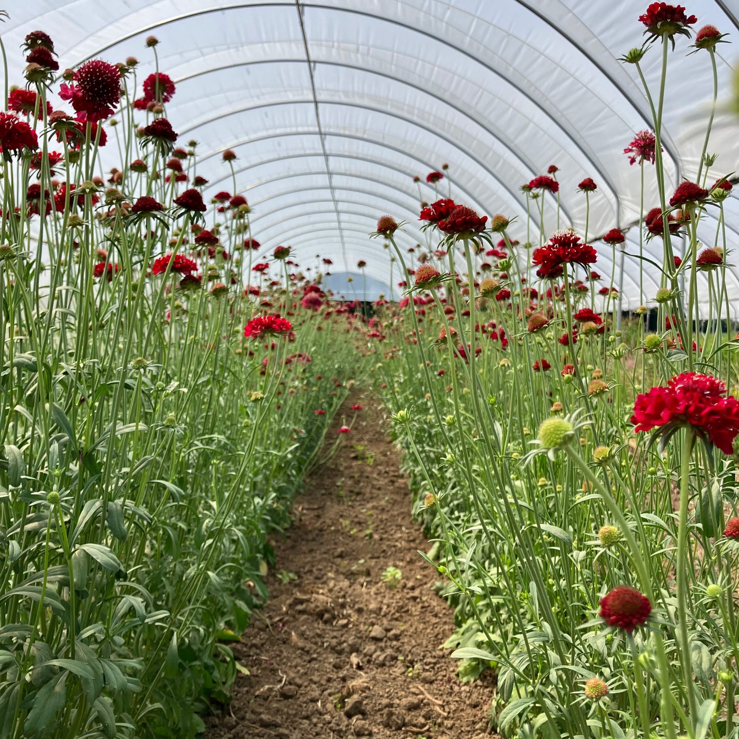 Scabiosa ⁃ Organic Seed - Merlot Red