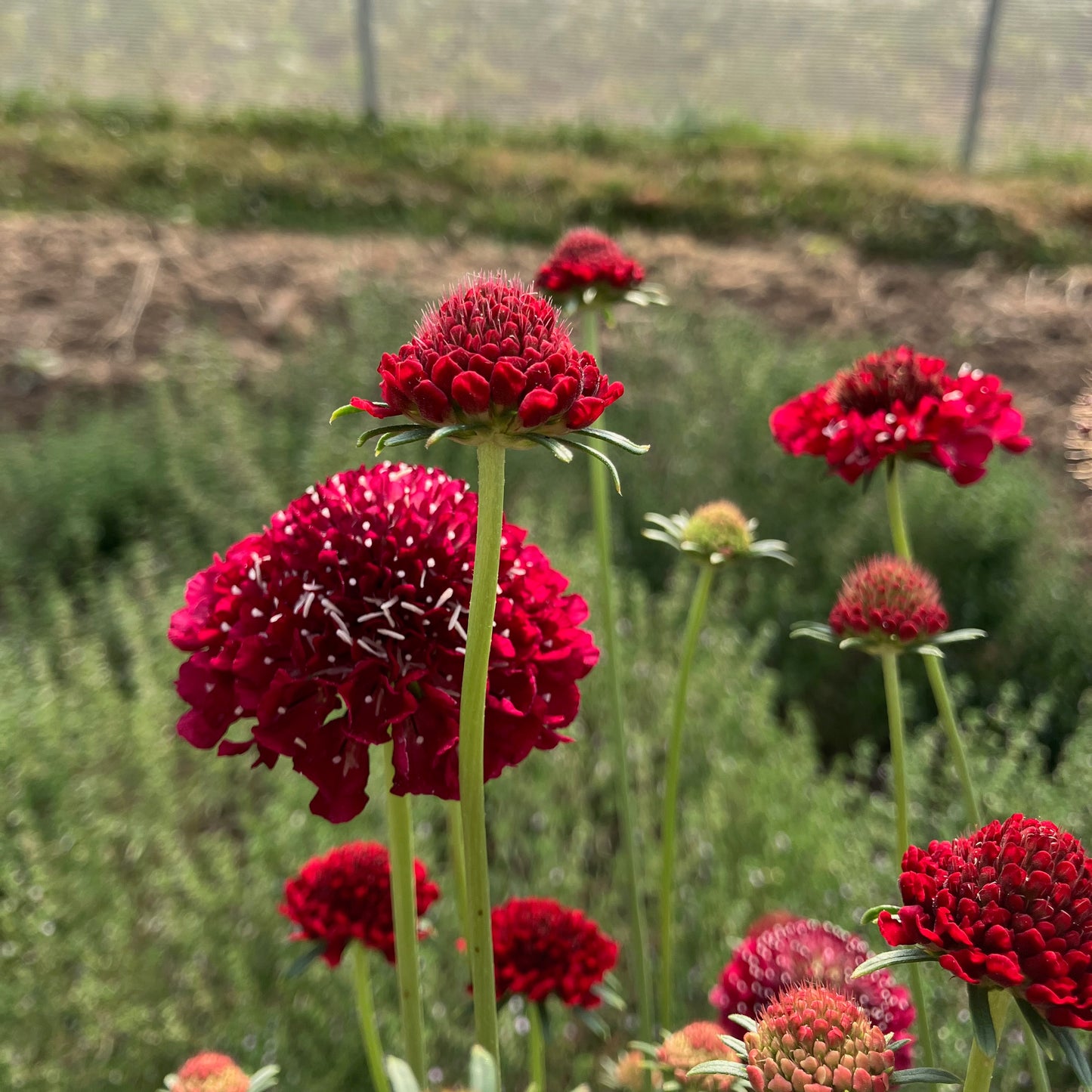 Scabiosa - Merlot Red