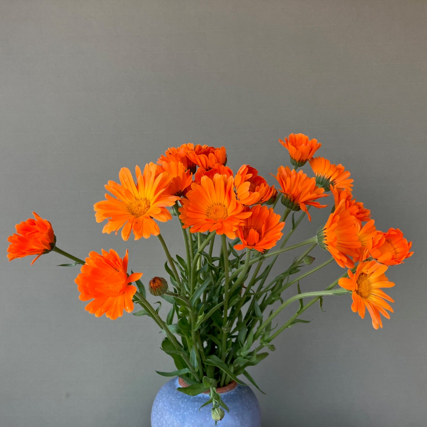 Calendula - Orange Flash