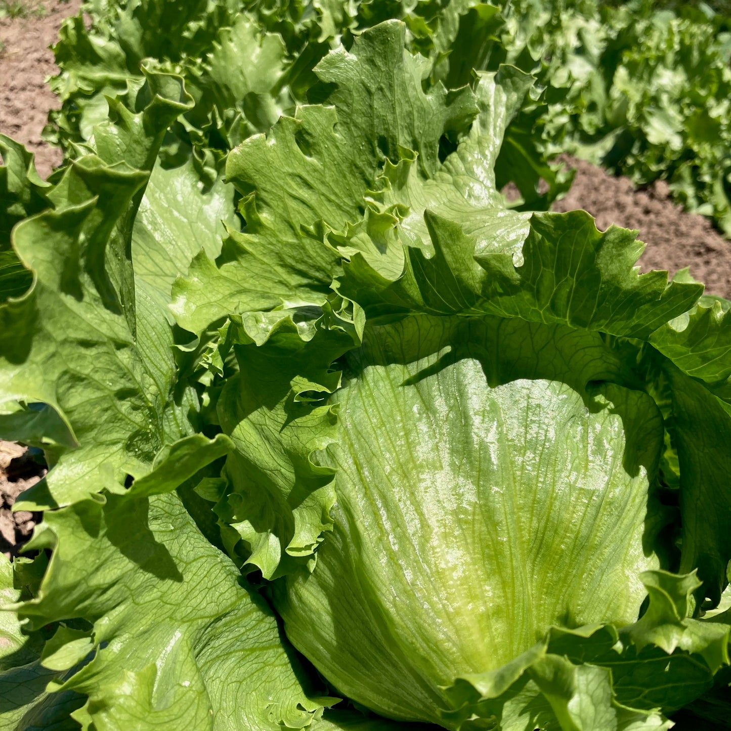 Lettuce - Crispino