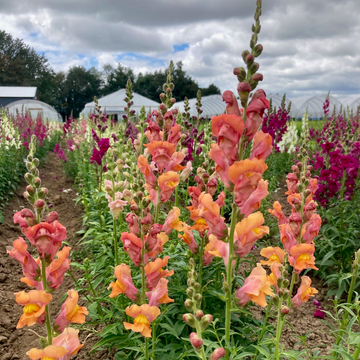 Snapdragon - Tall Maximum Blend