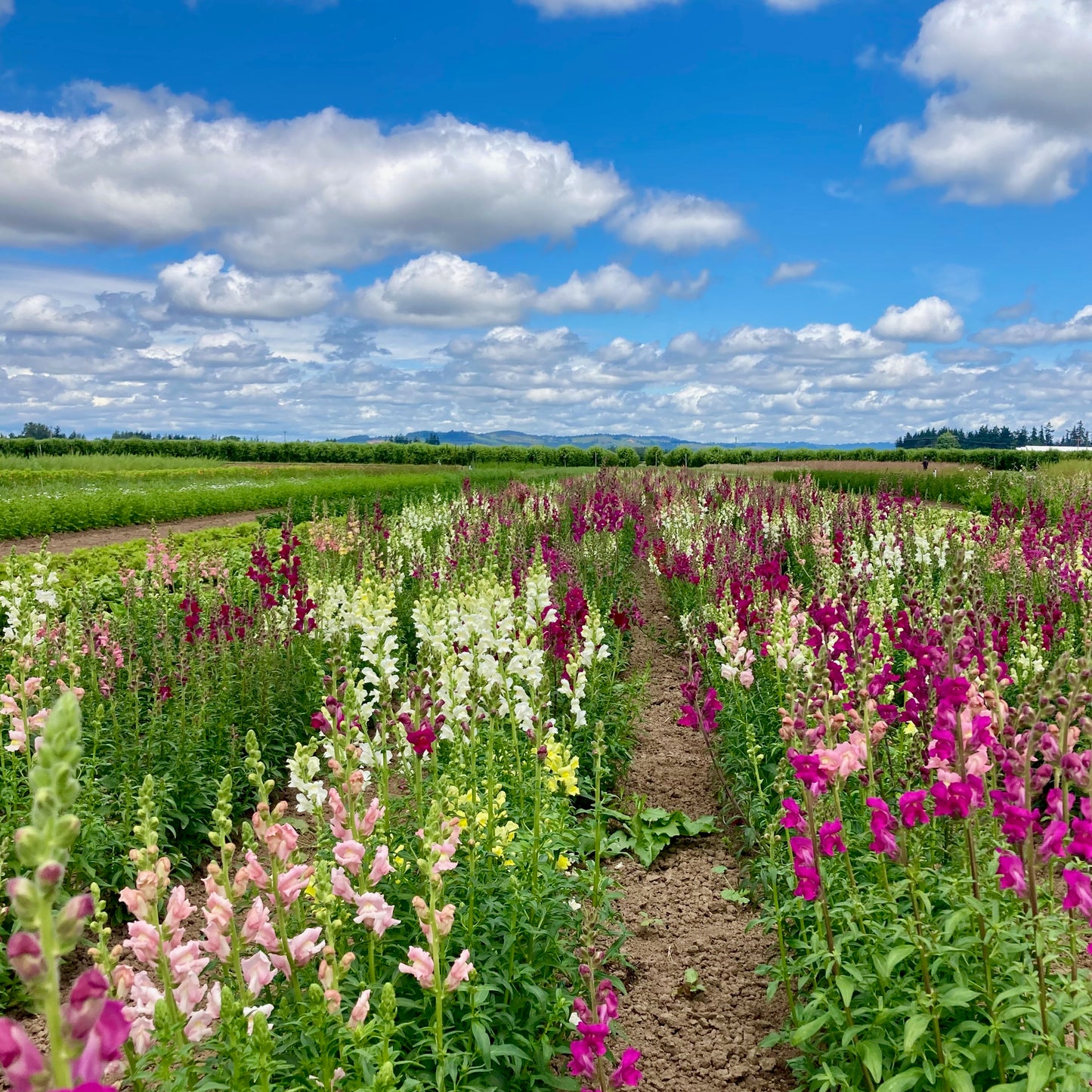 Snapdragon - Tall Maximum Blend