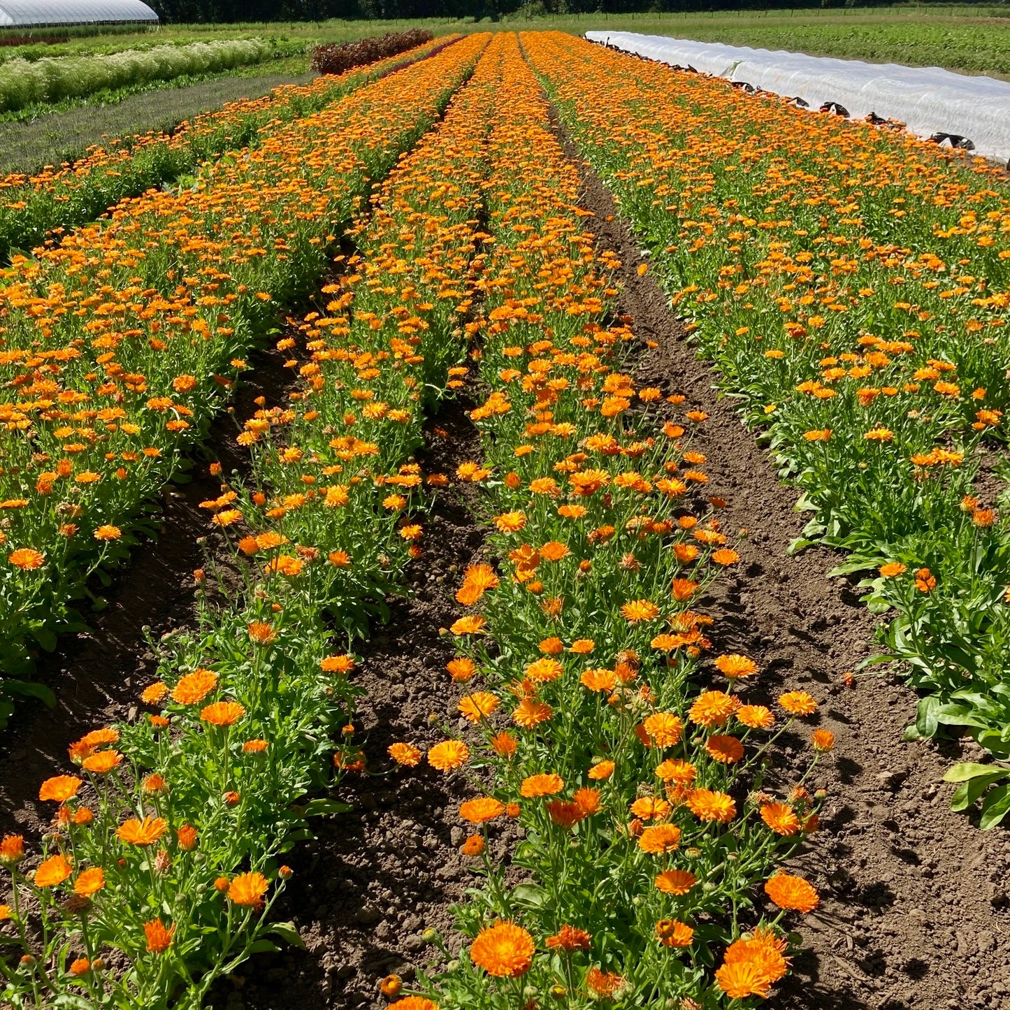 Calendula - Orange Flash