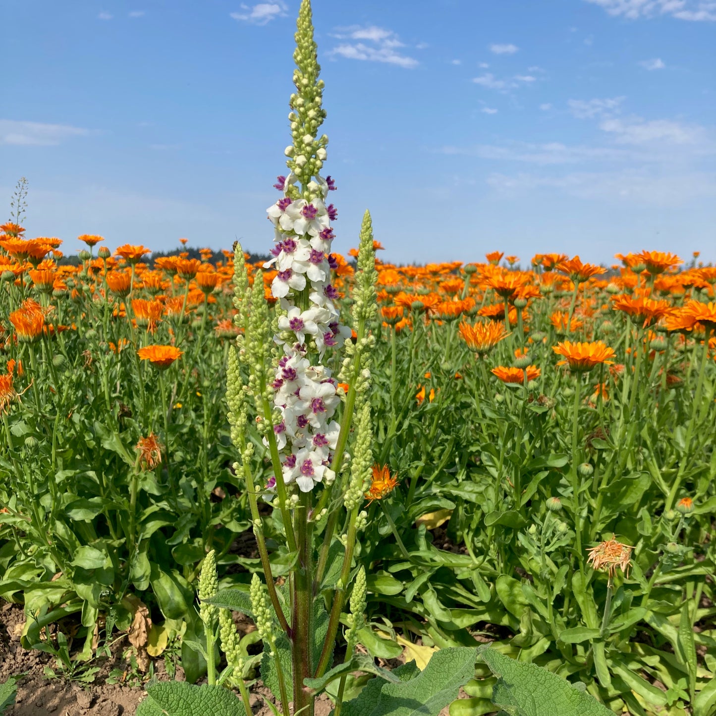 Verbascum - Phoenician Mullein