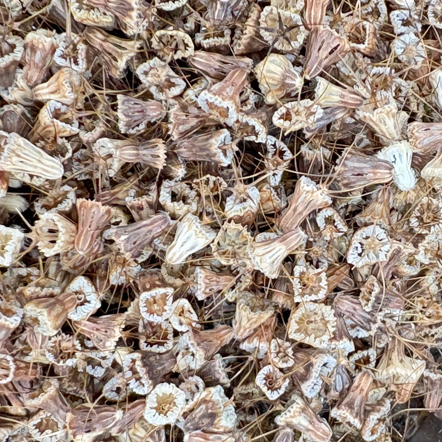 Scabiosa - Fata Morgana