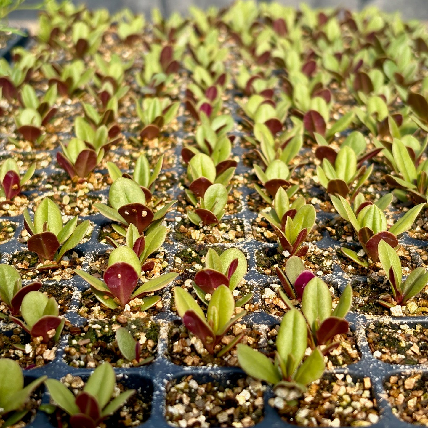 Jewels of Opar ⁃ Organic Seed - Jewels of Opar