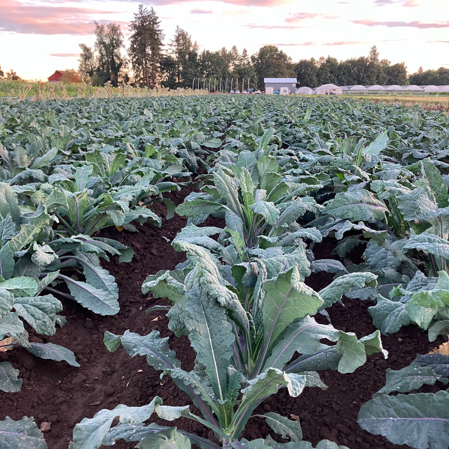 Kale - Dazzling Blue