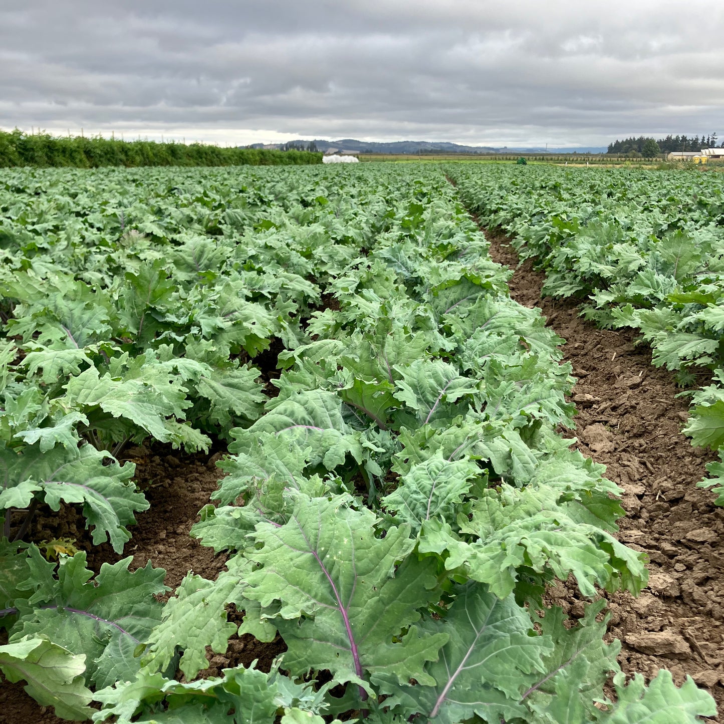 Kale - Red Russian