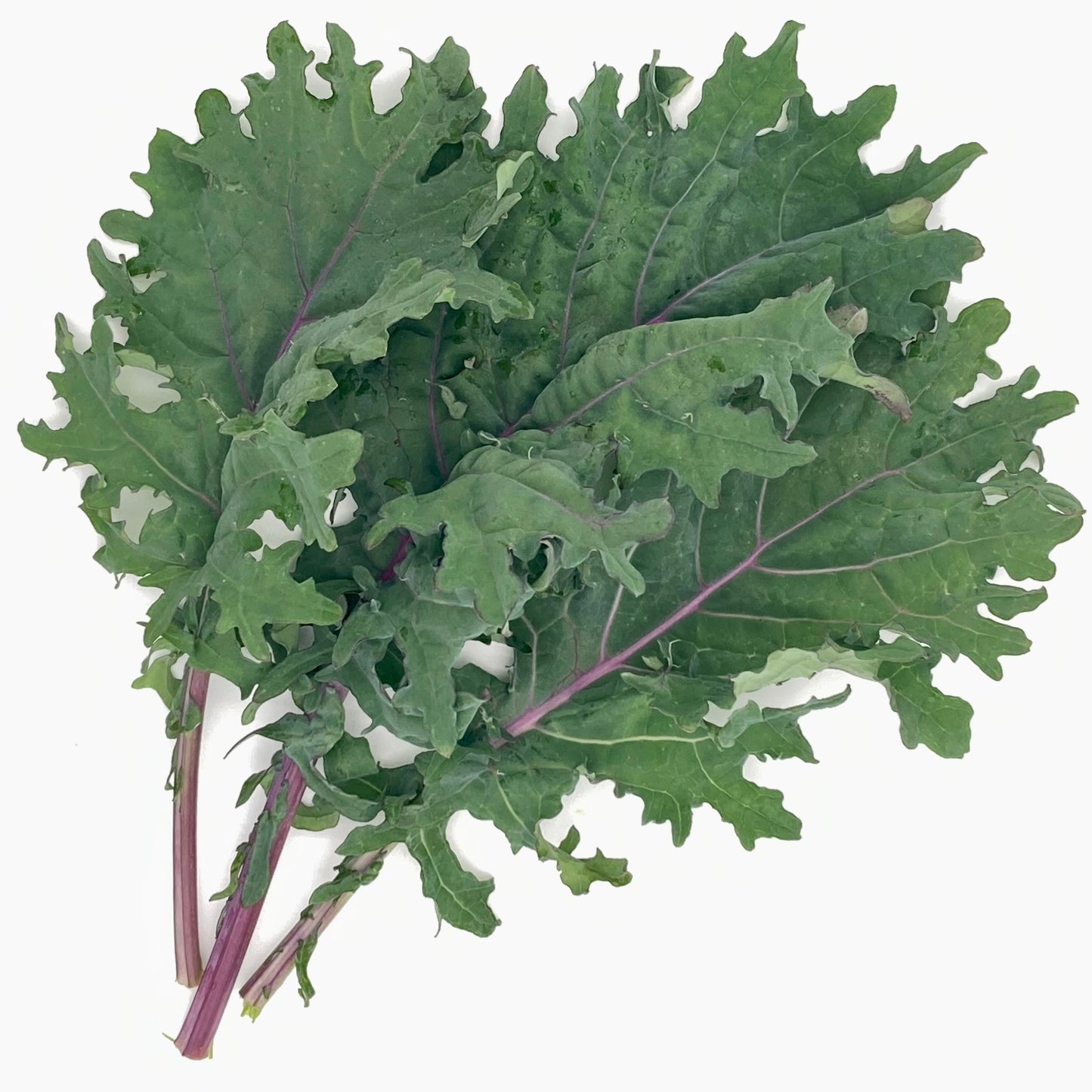 Kale - Red Russian