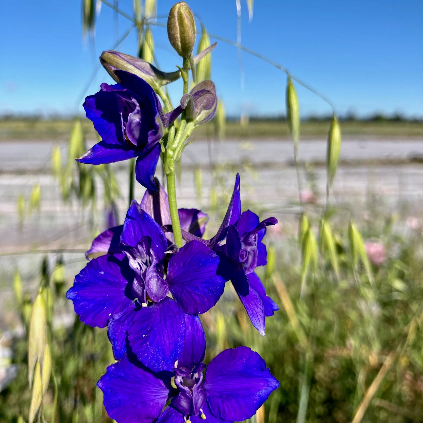 Larkspur - Fancy Blue Purple