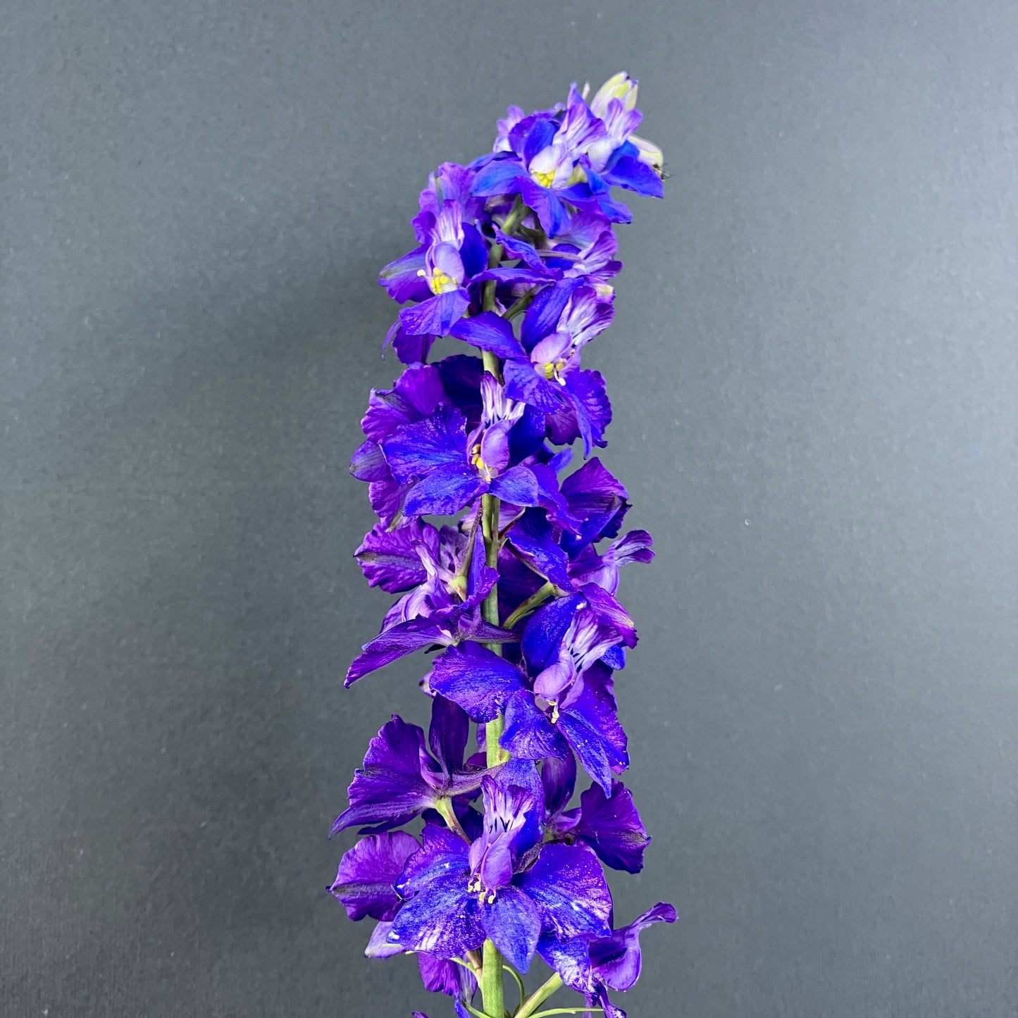 Larkspur - Fancy Blue Purple