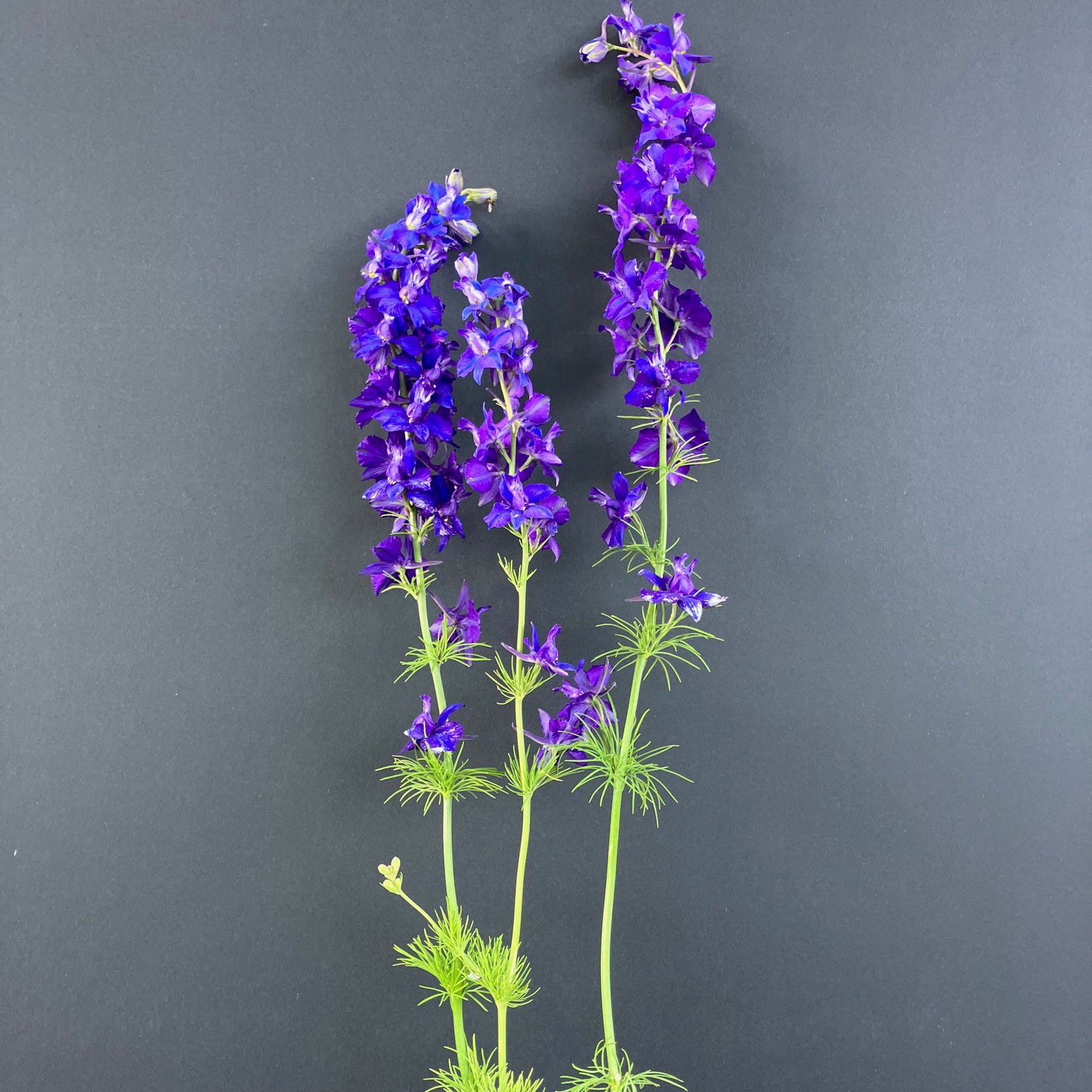 Larkspur - Fancy Blue Purple