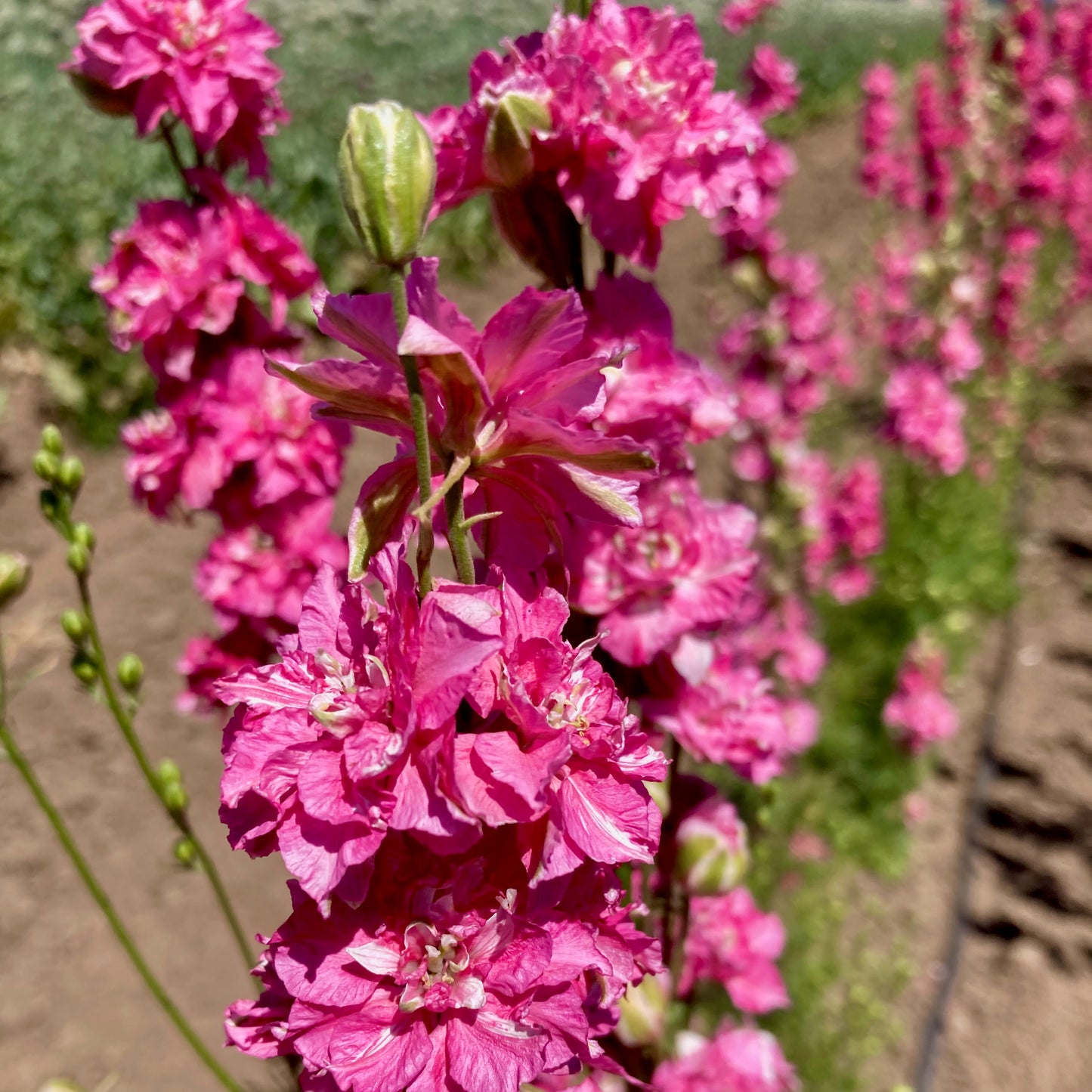 Larkspur - Fancy Red Striped Rose
