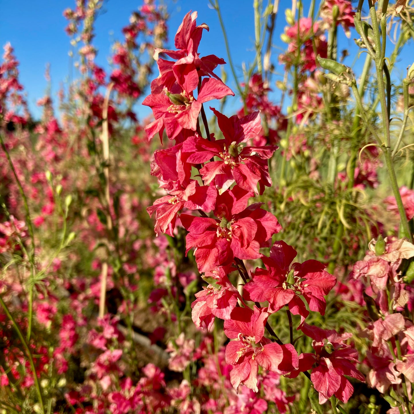 Larkspur - Fancy Red Striped Rose