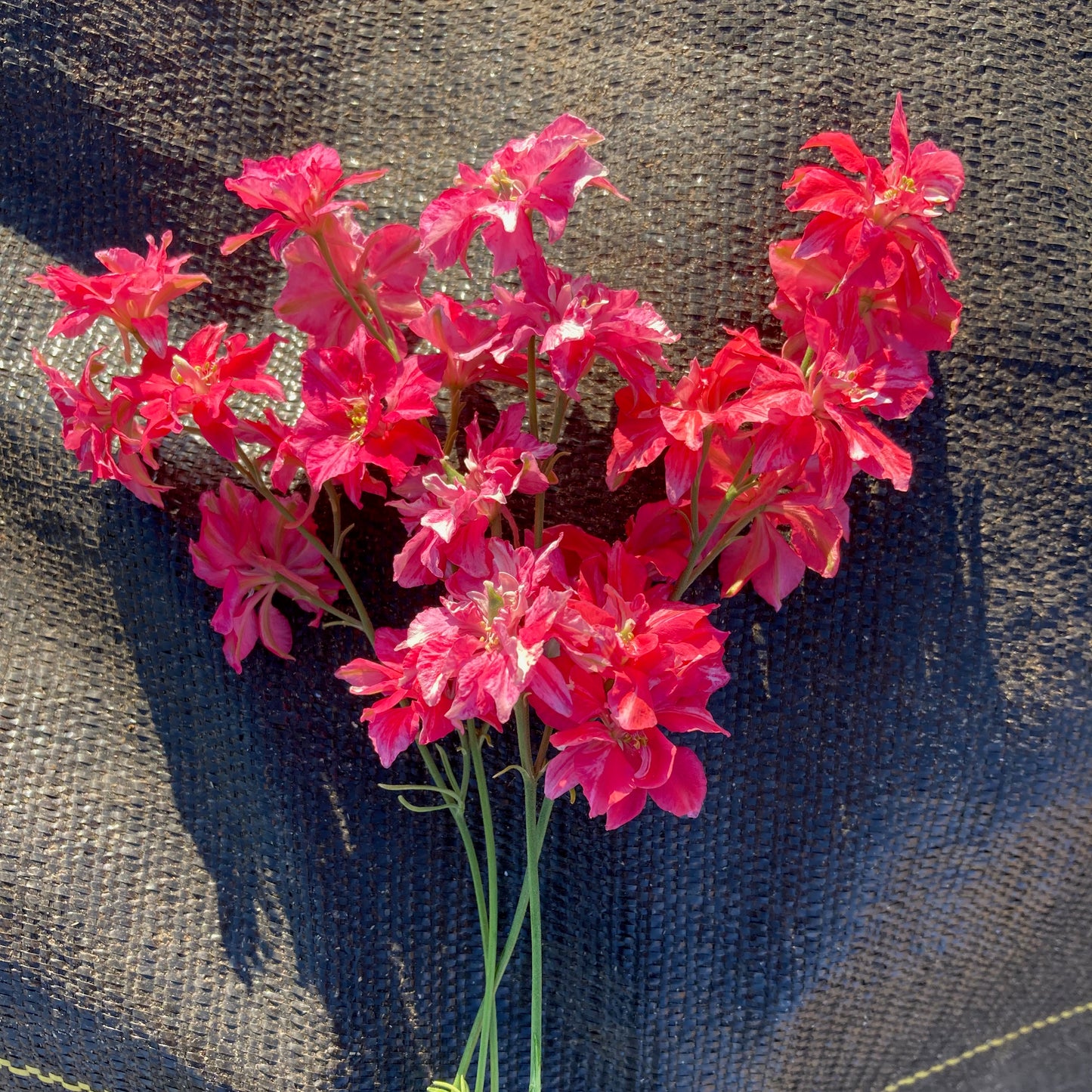Larkspur - Fancy Red Striped Rose