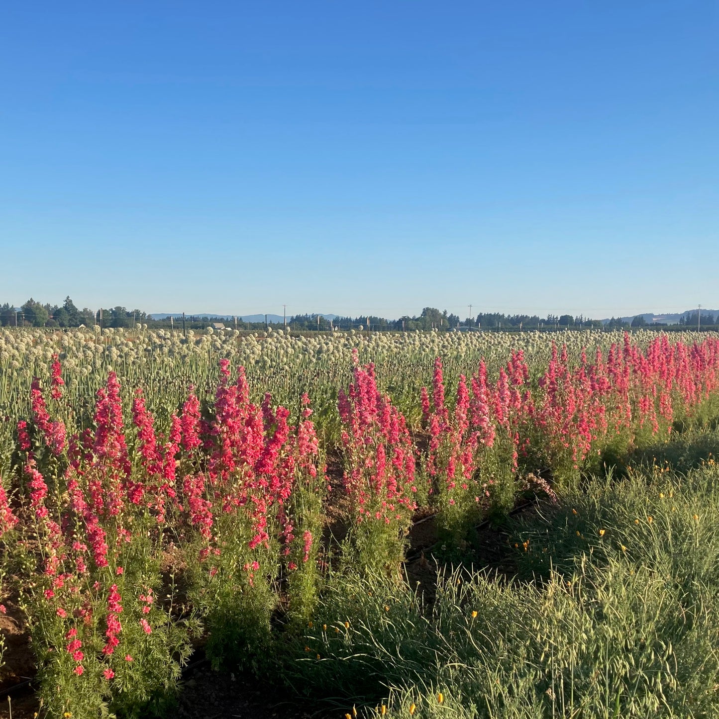 Larkspur - Fancy Red Striped Rose