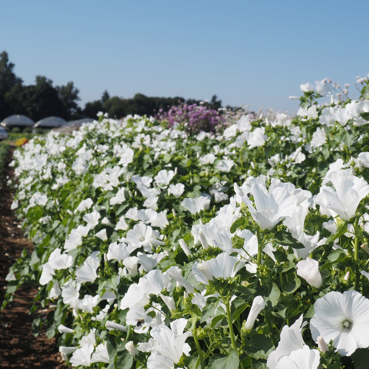 Lavatera (Rose Mallow) ⁃ Organic Seed - Mont Blanc